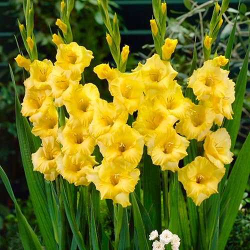 25 x Gladiolus Large Flowering Yellow – Ruffled Sunny Blooms – Long-Lasting Cut-Flowers – Perennial – Summer Flowering Bulbs – for Your Beautiful Garden