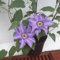 Clematis 'Königskind®'