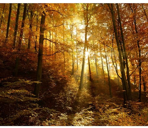 decomonkey - Papier Peint Panoramique Foret 300x210 cm - Décoration murale moderne – Tapisserie décorative pour chambre salon - Des arbres automne forêt feuilles nature paysage soleil