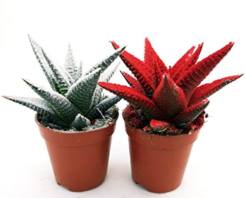 POWERS TO FLOWERS - HAWORTIA NATALIZIA DUO, ECHEVERIA, CACTUS COLOR LIFE, Piante vere