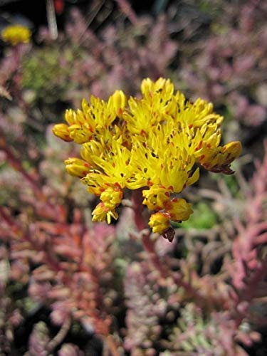 Felsen-Fetthenne - Tripmadam - Sedum reflexum bot. Art Stückzahl Rabatt 3er-Paket