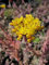 Felsen-Fetthenne - Tripmadam - Sedum reflexum bot. Art Stückzahl Rabatt 3er-Paket