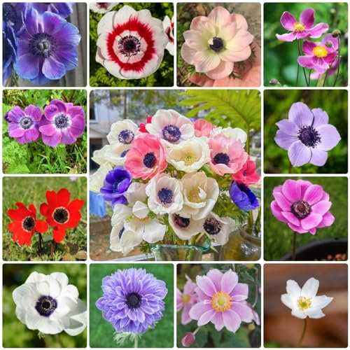 200 pcs anemone winterhart samen - blumen samen, plants herbstanemone, Anemone cathayensis, wildblumen, winterharte stauden blumen für balkon, bio saatgut blumen samen mehrjährige,
