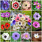 200 pcs anemone winterhart samen - blumen samen, plants herbstanemone, Anemone cathayensis, wildblumen, winterharte stauden blumen für balkon, bio saatgut blumen samen mehrjährige,