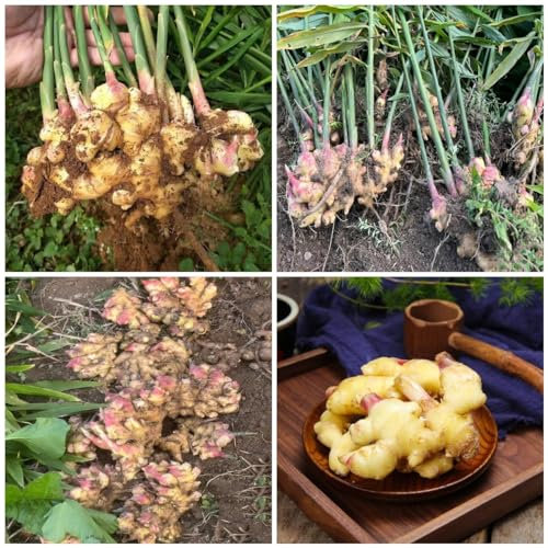 350 pcs Ingwer pflanze samen topfpflanzen draußen winterhart balkonpflanzen winterhart wintergemüse samen kräutersamen pflanzen für draußen winterhart deko pflanzen saatgut gemüse