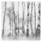 Bilderwelten Fototapete Wald 192 x 192 cm Vlies-Tapete XXL Waldtapete Birkenwald Schwarz-Weiß Smart Wandtapete Wanddekoration Wohnzimmer Schlafzimmer