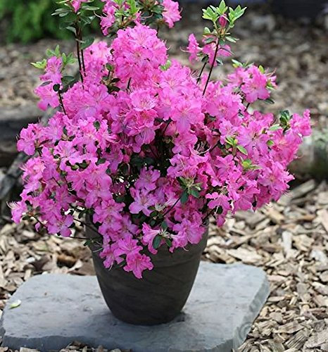 Japanische Azalee Petticoat® 15-20cm - Rhododendron obtusum - Zwerg Alpenrose