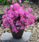 Japanische Azalee Petticoat® 15-20cm - Rhododendron obtusum - Zwerg Alpenrose