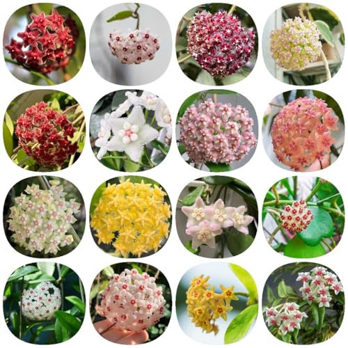 Wachsblume samen blumensamen mehrjährig winterhart Porzellanblume samen stauden geschenke garten blumen samen exotische winterharte kübelpflanzen luftreinigende, zimmerpflanzen 150pcs