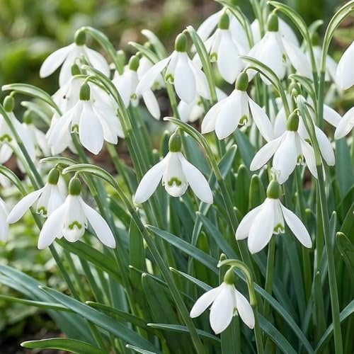 Schneeglöckchen Galanthus Woronowii/Nivalis - Blumenzwiebeln Mehrjährig | Winterhart 50 Zwiebeln -Echte Pflanzen aus Holland, Für Garten, Töpfe und Balkon (große Knollen, kein Samen, nicht künstlich)