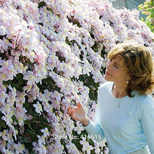 Clematis Seeds Clematis Montana Mayleen Seeds Pink Vine Flowers plant seeds Seed Vines Clim plant seedss Twining Clim plant seeds