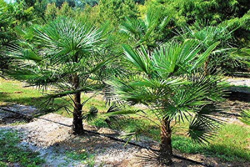 Extrem Frostharte Trachycarpus geminisectus bis 100cm Frosthart bis -19 Grad