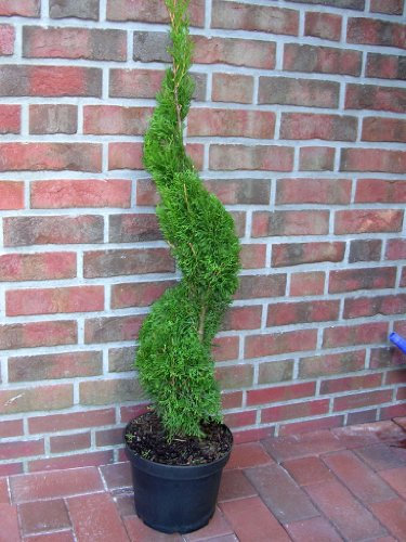 Thuja Spirale, Höhe: 120-130 cm, Smaragd-Edelthuja, Formpflanze, winterhart + Dünger