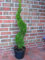 Thuja Spirale, Höhe: 120-130 cm, Smaragd-Edelthuja, Formpflanze, winterhart + Dünger