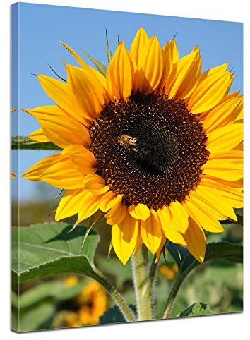 Bilderdepot24 Bild auf Leinwand | Sonnenblume mit Biene in 50x60 cm als Wandbild | Wand-deko Dekoration Wohnung modern Bilder | 202623