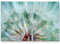 Paul Sinus Art Leinwandbilder | Bilder Leinwand 120x80cm Pusteblume – Nahaufnahme