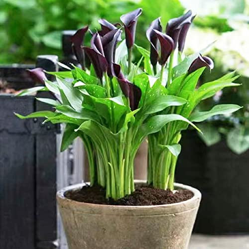 4 pcs calla zwiebeln winterhart, Zantedeschia aethiopica, bienenfreund seltene pflanzen calla lilien zwiebeln gartenblumen blumen balkon blumenzwiebeln mehrjährig winterhart bloom