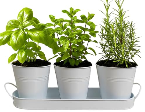 Qizeroty Kräuterstation 3er Set Mit Unterlage, Kräutertöpfe Für Küche & Fensterbank, Küche Kräutergarten Mit Abtropfschale, Kräuterbeet Indoor, Blumenkasten, Pflanzentopf Für Frische Küchenkräuter