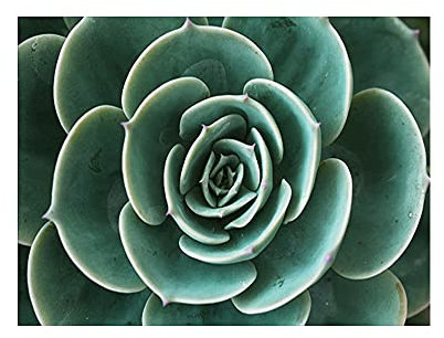 OYFFL Tropische Pflanzen Leinwandmalerei Sukkulenten Poster Palmblatt Monstera Botanical Prints Wandkunst Poster für Raumdekor (50 * 70cm Rahmenlos,5)