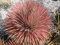 New Fresh 10 Stück braune Agave Stricta Pflanzensamen