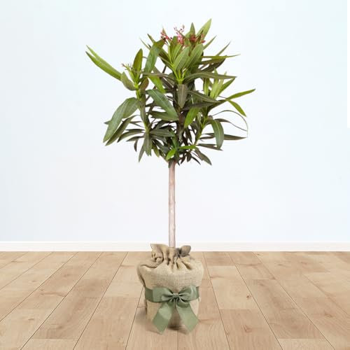YouGarden Oleander 'Shades of Pink' Standard in 18cm Pot, 95-115cm Tall, Gift Wrapped in Brown Hessian Bag with Green Fabric Bow, Ready to Plant