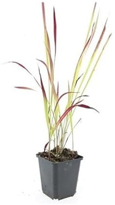 Exotenherz Ziergras - Japanisches Blutgras - Imperata cylindrica 'Red Baron' - 9cm Topf - Set mit 40 Pflanzen