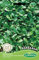 Germisem Winterkresse BARBAREA, mehrfarbig, EC7012