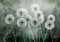 decomonkey Fototapete Pusteblume 350x256 cm Tapete Fototapeten Vlies Tapeten Vliestapete Wandtapete moderne Wand Wandbild Schlafzimmer Wohnzimmer Blumen Natur