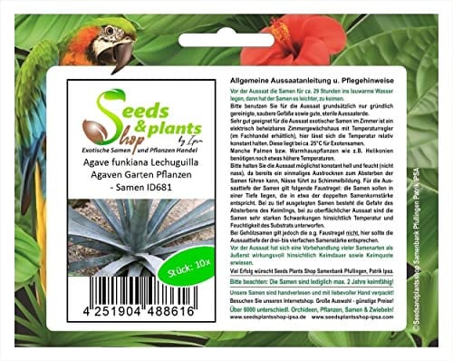 Stk - 10x Agave funkiana Lechuguilla Agaven Garten Pflanzen - Samen ID681 - Seeds & Plants Shop by Ipsa
