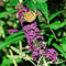 Sommerflieder Buddleja davidii Schmetterlingsstrauch im P9 Topf Empire Blue 15-20 cm