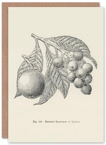 Artery8 John Wright Art Card Fruit Growers Guide Vintage Loquat Illustration