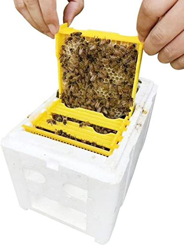 HAOYHAO Bienenpaarung Nuc Box, Queen -Paar -Nukbox, Bienenpaarung Hive für Bienen Bienenstöcke Bienenkisten Bienenhaus Königin Aufzuchtboxen für die Imkerei