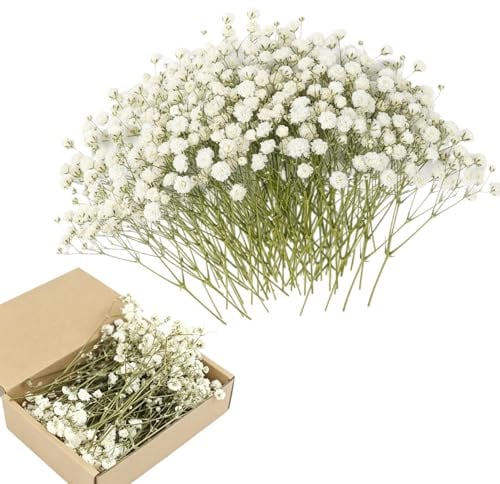 100 Stück Schleierkraut Künstlich Schleierkraut Getrocknet Grüner Stängel | 5-12cm Weiß Natürliche Getrocknete Blüten Mini Trockenblumen Deko Trocken Blumen für DIY Fotorahmen Lesezeichen, Grußkarten