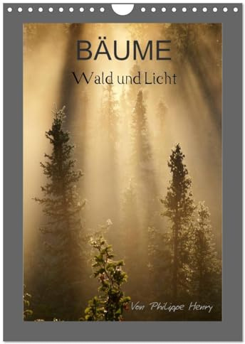 BÄUME (Wandkalender 2026 DIN A4 hoch), CALVENDO Monatskalender: Wald und Licht (CALVENDO Natur)