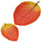 Dekohelden24 Lot de 2 coupes décoratives en forme de feuille d'automne, dimensions (L x l x H) : 25 x 13 x 7 cm et 16,5 x 12 x 2,5 cm, ovale