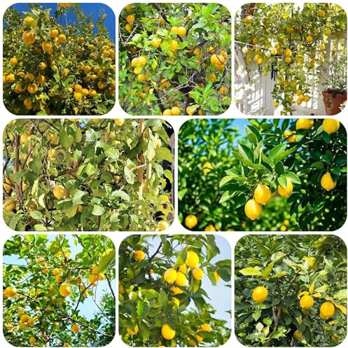 semillas de limonero Semillas de bonsái, plantas jardín limonero árboles frutales enanos camas elevadas para jardín jardín interior maceta plantas en macetas resistentes perennes 100pcs