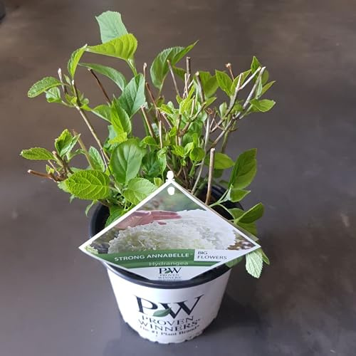 Hortensie arbo 'Strong Annabelle' - Hortensie - 30cm - Ø19cm - Gartenpflanze