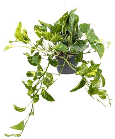 Epipremnum pinnatum - Devil's Ivy 30cm (15cm Hanging Pot)