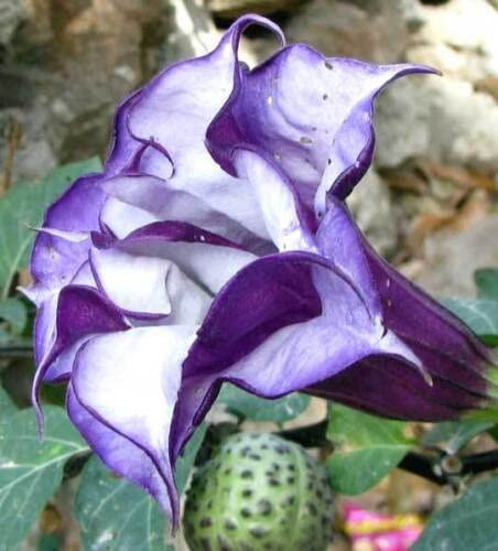15 Semillas De Datura Metel Doble Purple Queen G34 Samen Sementes
