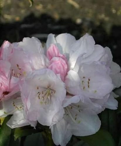 Rhododendron yakushimanum Aprilmorgen - Ball Rhododendron - 25-30cm