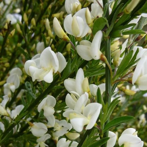 Ginestra Cytisus praecox Albus citiso pianta in vaso ø11 cm H 50 cm circa Vivaio di Castelletto