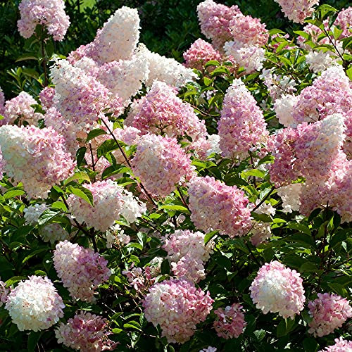 Rispen-Hortensie paniculata Vanille Fraise | Laubabwerfender Topf-Gartenstrauch