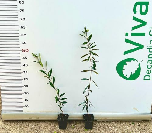 N.2 PIANTA DI ULIVO ARBEQUINA ALTEZZA 40/50 CM vaso 6 cm ANNI 1