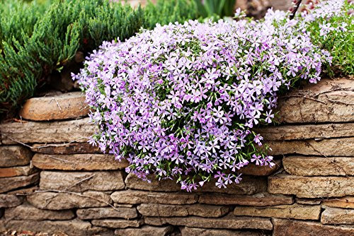 Berg Phlox 50 Samen, Linanthus grandiflorus