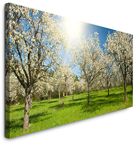 Paul Sinus Art GmbH Wiese mit Apfelbäumen 120x 50cm Panorama Leinwand Bild XXL Format Wandbilder Wohnzimmer Wohnung Deko Kunstdrucke