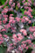 Sedum telephium 'Xenox' -R- ca. 11x11 cm Topf - Fetthenne, dunkelrote Blüten, Blütezeit August-Oktober, ideal für Steingärten, trockenheitsresistent, pflegeleicht