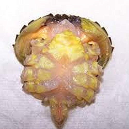 searigs Sea Fishing - Extract Oil system (Peeler Crab & Prawn)