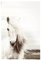 REINDERS Poster, White Horse, Kinderzimmer, Poster, Wanddeko, Room Decor, 150 gr. glänzend Bilderdruckpapier, Weiß, 91,5x61cm