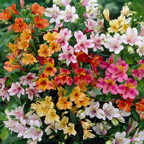 GardenersDream 3x Piante di Alstroemeria in Vaso – Giglio del Perù Viola, Ciliegia e Salmone – Fiori Recisi, Piante da Fiore Perenni e Rustiche da Esterno per Giardini e Bordure (incl. vaso da 2L)