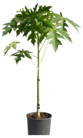 Vivaio Garden Forest Carica papaya Pianta tropicale da frutto | Albero sempreverde in vaso, Frutti dolci e profumati, Ricchi di vitamine, Da esterno